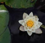 Free From Button at Denstone Hall