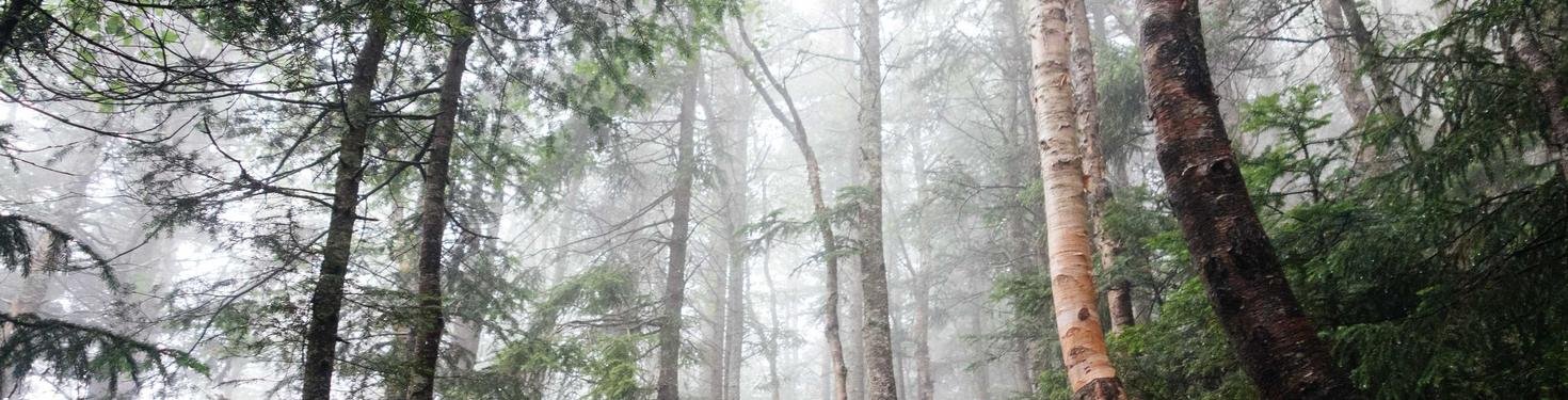 needwood-banner